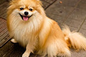 PPP_sanpocyunopomeranian-thumb-1000xauto-13806.jpg