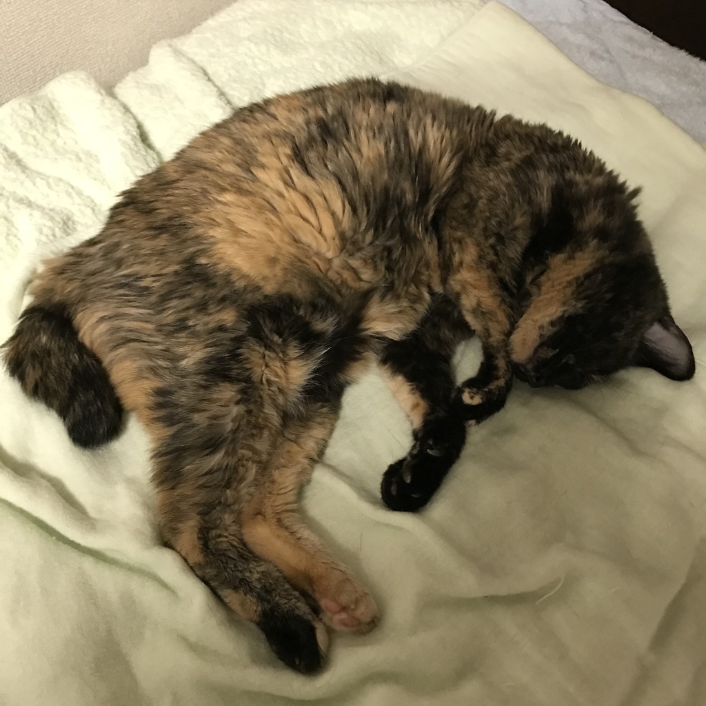 f:id:majerca:20180911005659j:plain