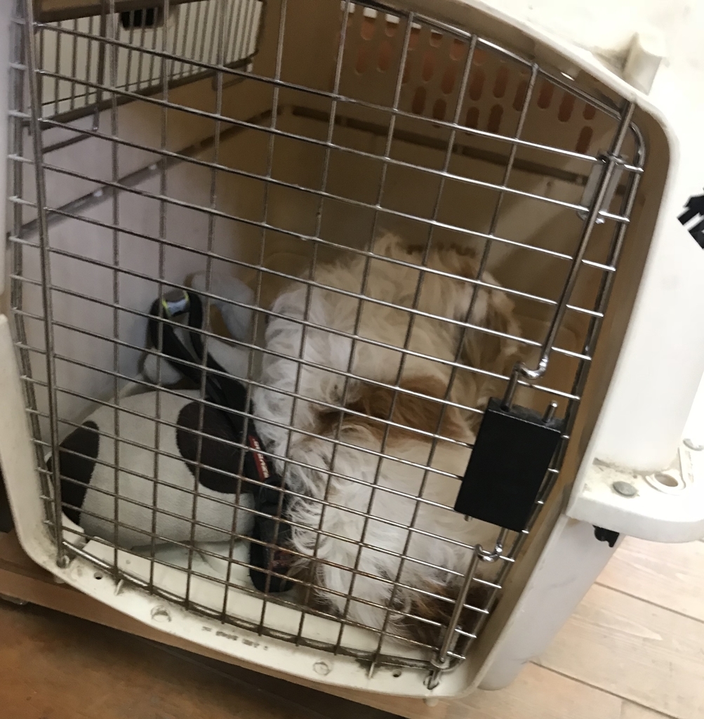 f:id:majerca:20181112194005j:plain